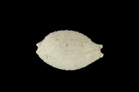 藏品(疙瘩寶螺)的圖片